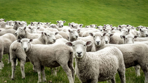 Aydın’da 2023 Yılı Anaç Koyun Keçi Destekleme Ödemeleri Yapılacak