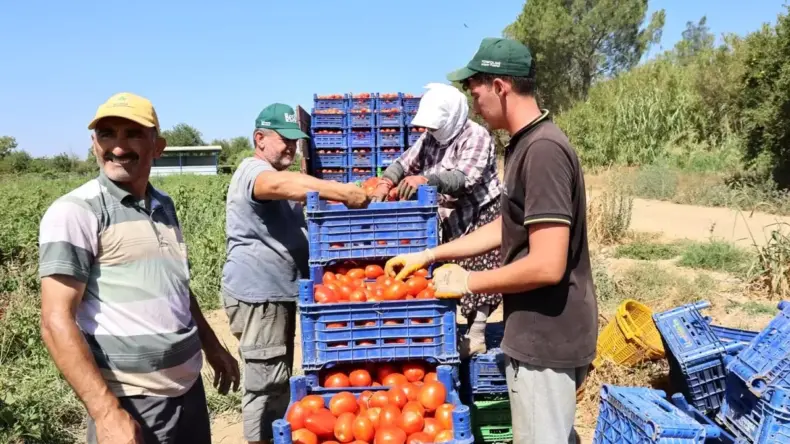 Aydın’da Domates Hasadı Sıcaklarla Zorlaşıyor